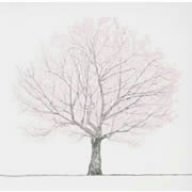 [Used] (Unused / Unopened) Cherry blossoms (first reservation limited edition) (with DVD)