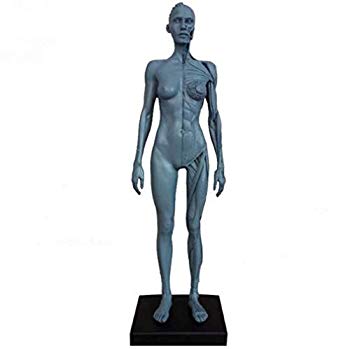 [Used] (Unused / Unopened) High -quality body model muscle model 30cm Medical model human anatomical medical book Education Male / Female