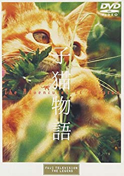 [Used] Kitten story [DVD]