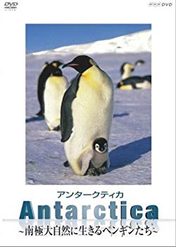 [Used] (Unused / Unopened) ANTARCTICA ~ Penguins living in the Antarctic / Nature ~ [DVD]