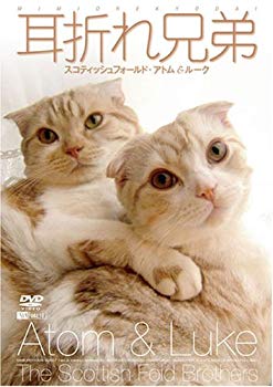 [Used] (Unused / Unopened) Symphorest DVD Eye Brothers Scottish fold Atom & Luke