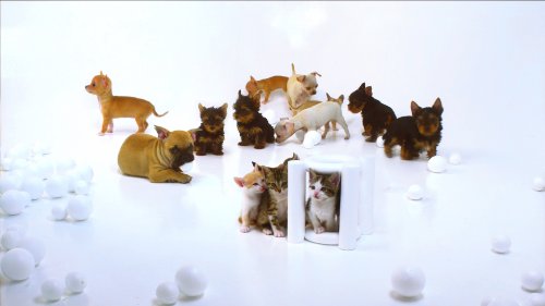 【新品】 Puppies & Kittens [Blu-ray] [Import]