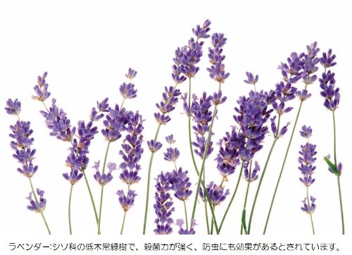 【新品】 コジット 加湿器タンクの除菌剤 ラベンダー